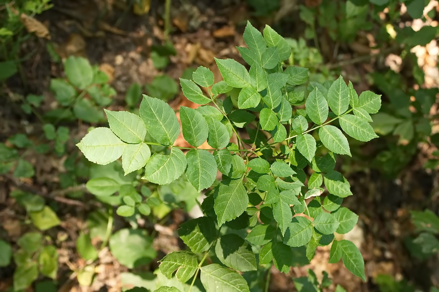 Image of Fraxinus excelsior specimen.