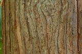 Chamaecyparis pisifera