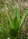 Gentiana punctata. Прикорневая розетка листьев вегетирующего растения. Чехия, Оломоуцкий край, природный заповедник Jeseníky, субальпийский луг. 15.06.2017.