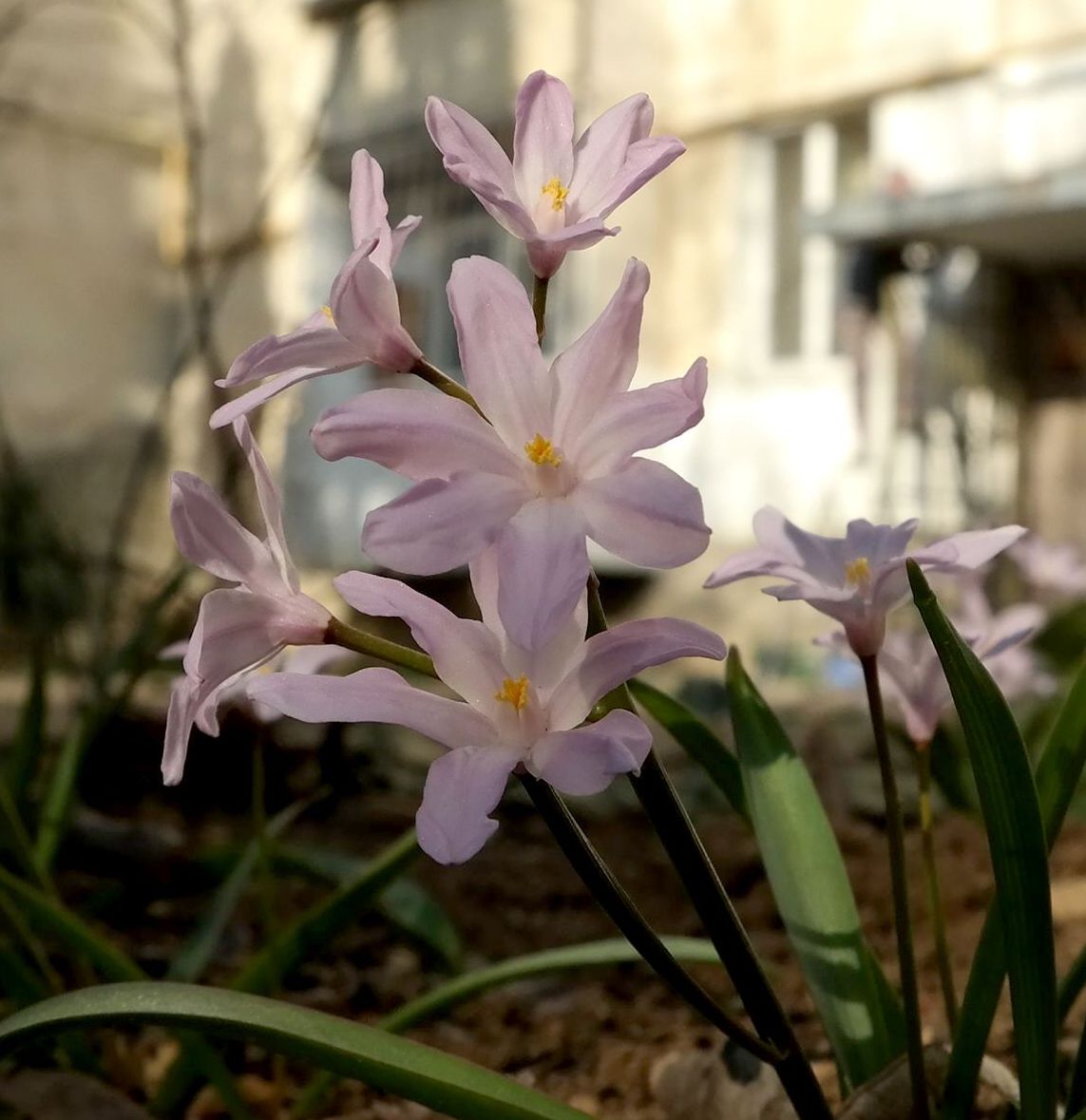 Изображение особи Chionodoxa luciliae var. rosea.