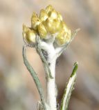 Helichrysum subspecies barrelieri