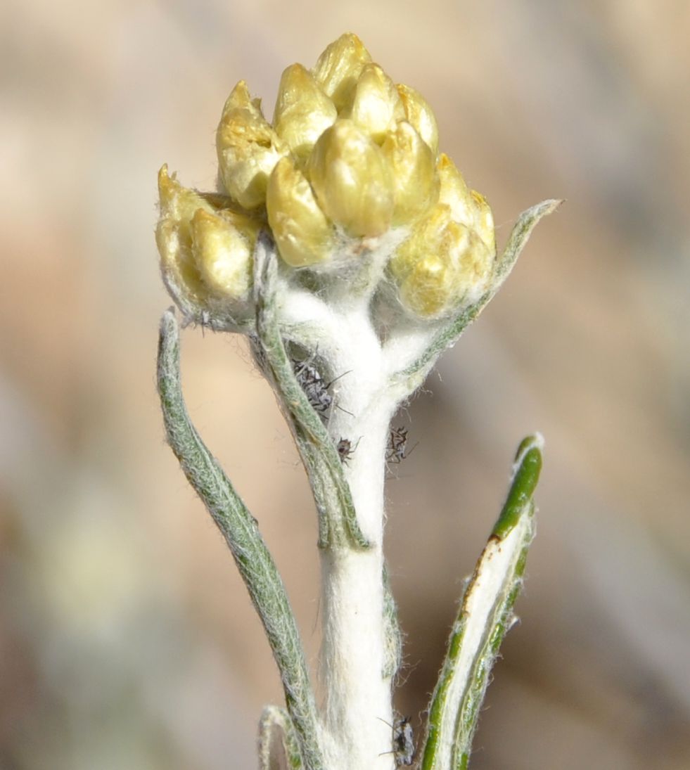 Image of Helichrysum stoechas ssp. barrelieri specimen.