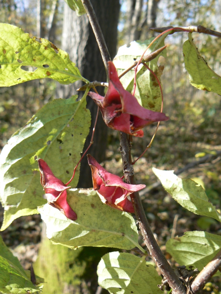 Image of Euonymus macropterus specimen.