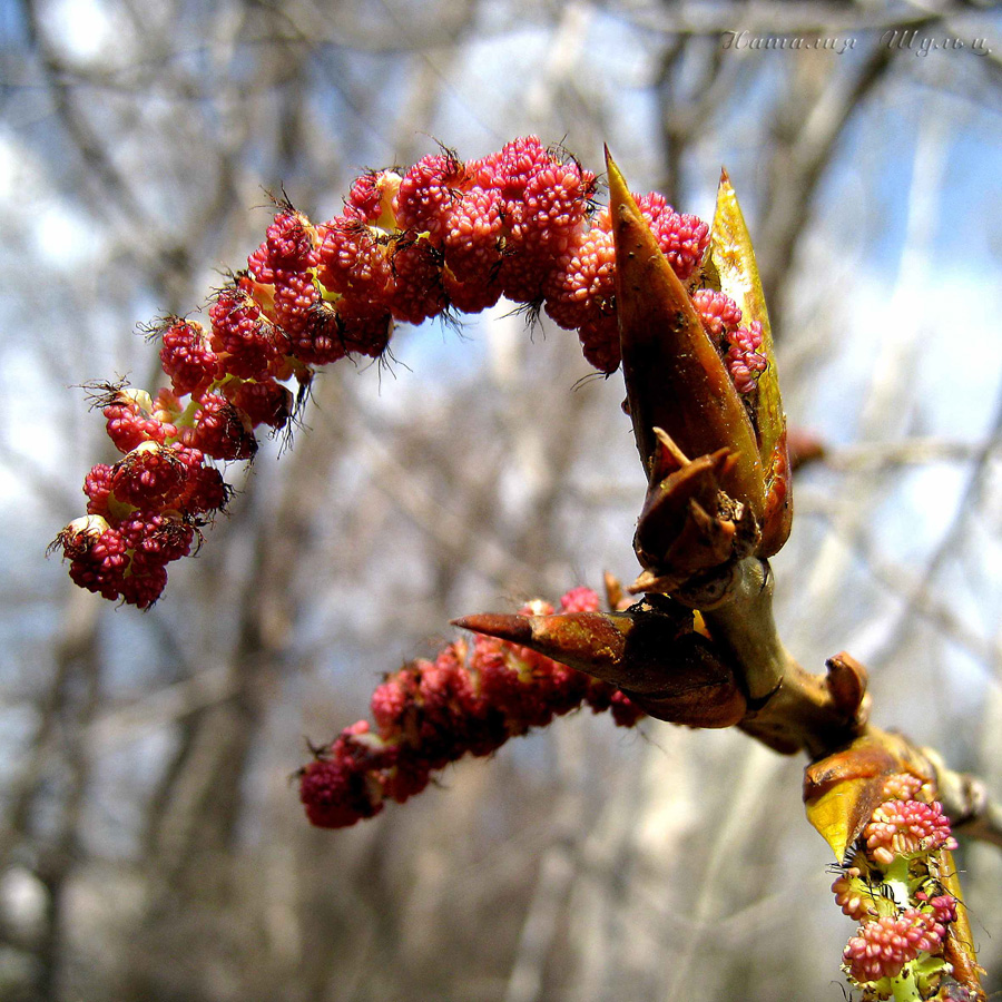 Изображение особи Populus balsamifera.