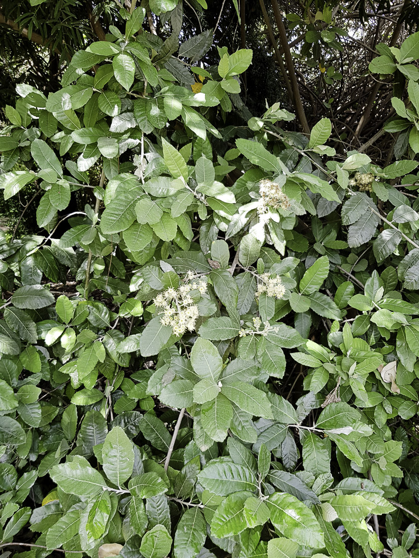 Изображение особи Brachylaena discolor.