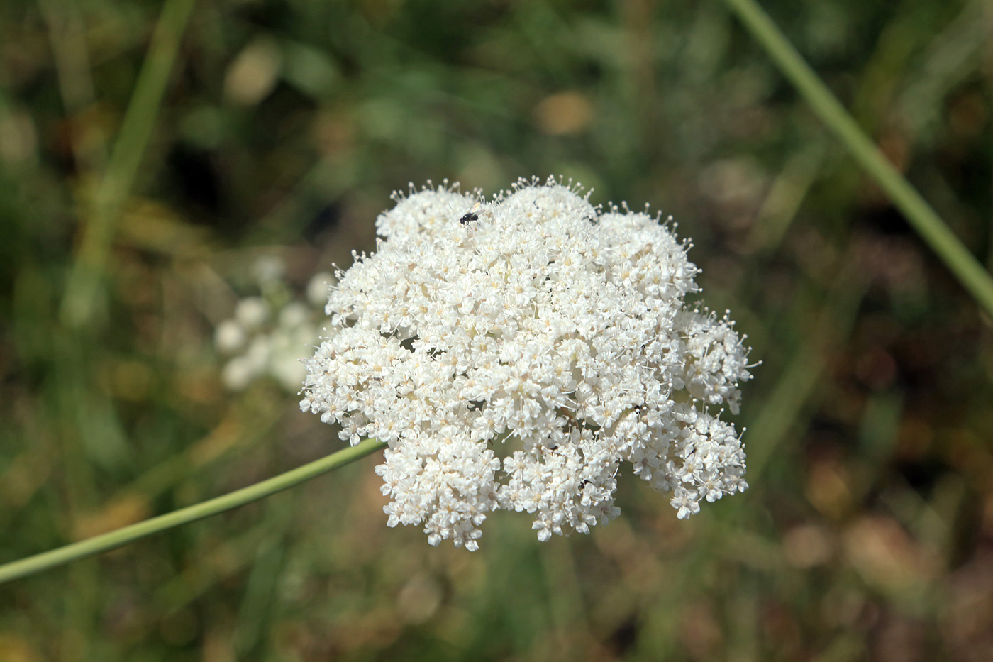 Image of Elaeosticta allioides specimen.