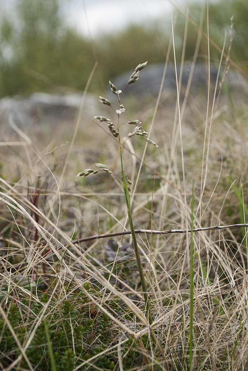 Изображение особи Hierochloe alpina.