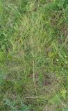 Asparagus officinalis