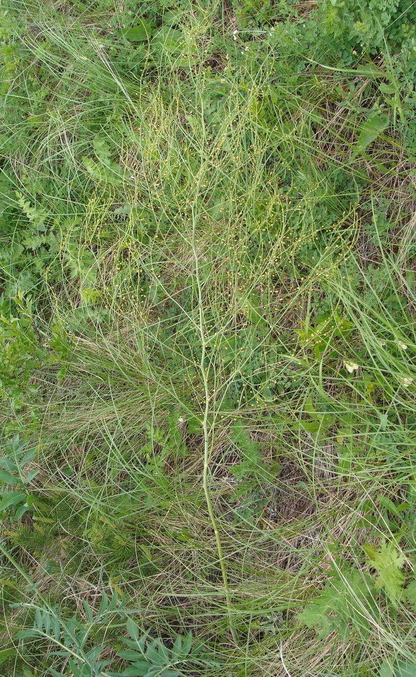 Image of Asparagus officinalis specimen.