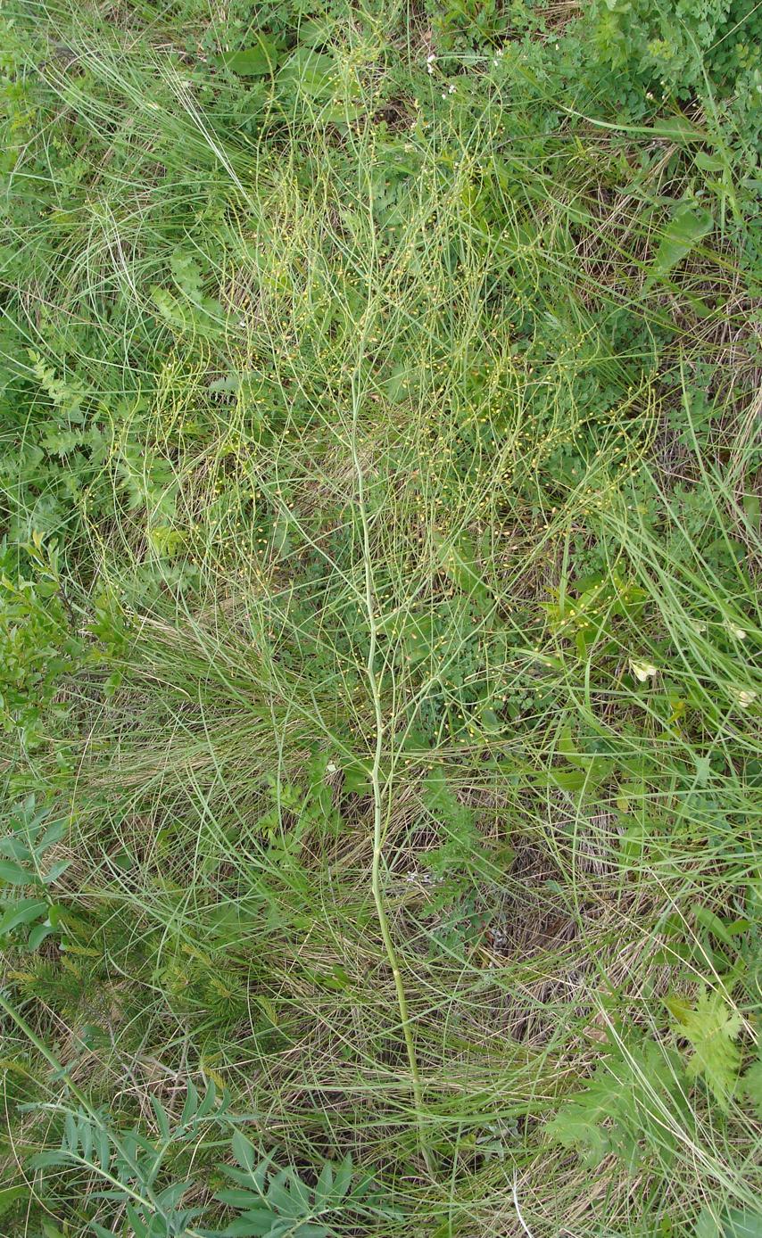 Image of Asparagus officinalis specimen.