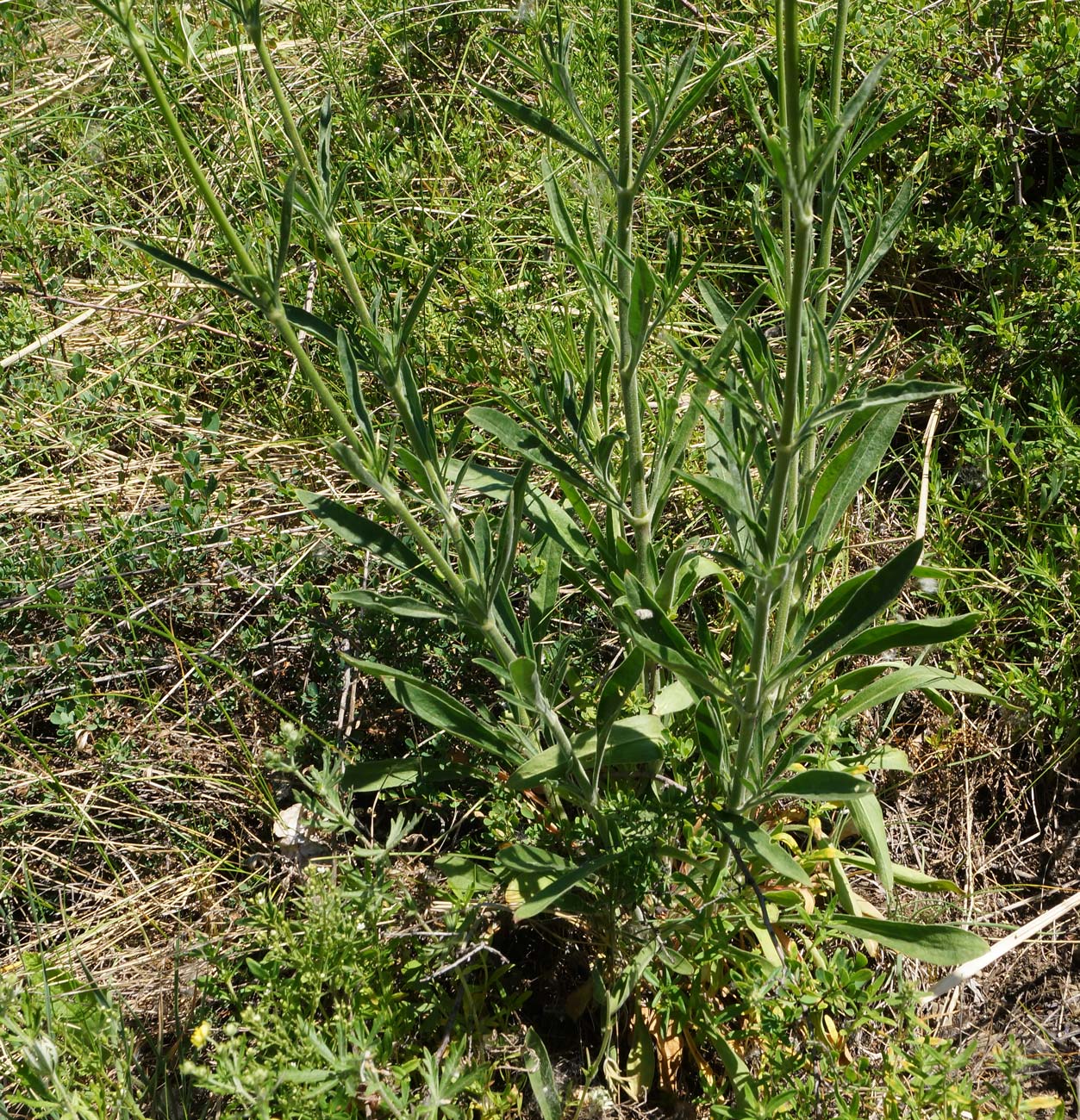 Изображение особи Silene wolgensis.