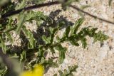 Verbascum pinnatifidum. Лист. Краснодарский край, Приморско-Ахтарский р-н, Морозовский сельский округ, Ясенская коса, ракушечный берег. 12.06.2018.