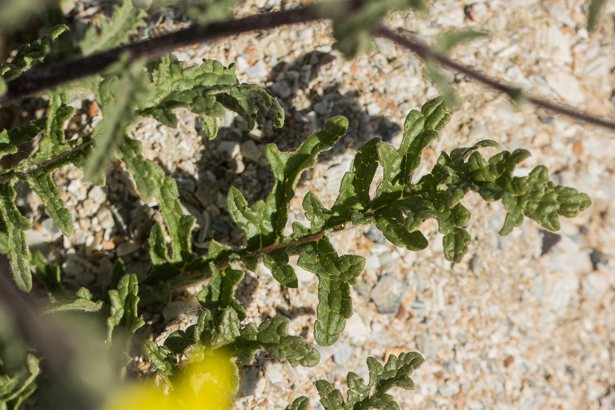 Image of Verbascum pinnatifidum specimen.