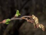 Alnus kolaensis. Верхушка побега с мужскими (удлинёнными) и женскими (эллиптическими) соцветиями. Мурманская обл., Североморский р-н, берег р. Грязная, пойменный березняк. 23.05.2010.