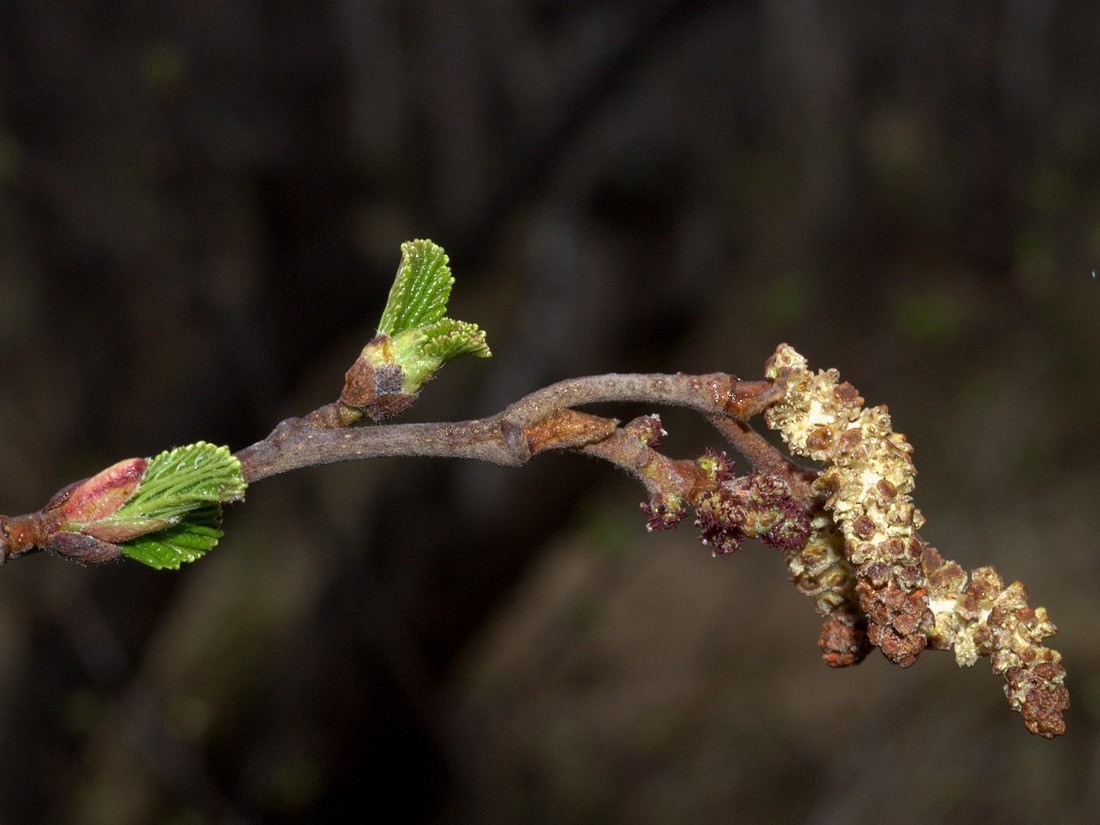 Изображение особи Alnus kolaensis.