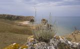 Bassia prostrata. Цветущее растение. Крым, Керченский п-ов, Приазовье, Генеральские пляжи, каменистый приморский склон, в расщелине скалы. 17.06.2018.