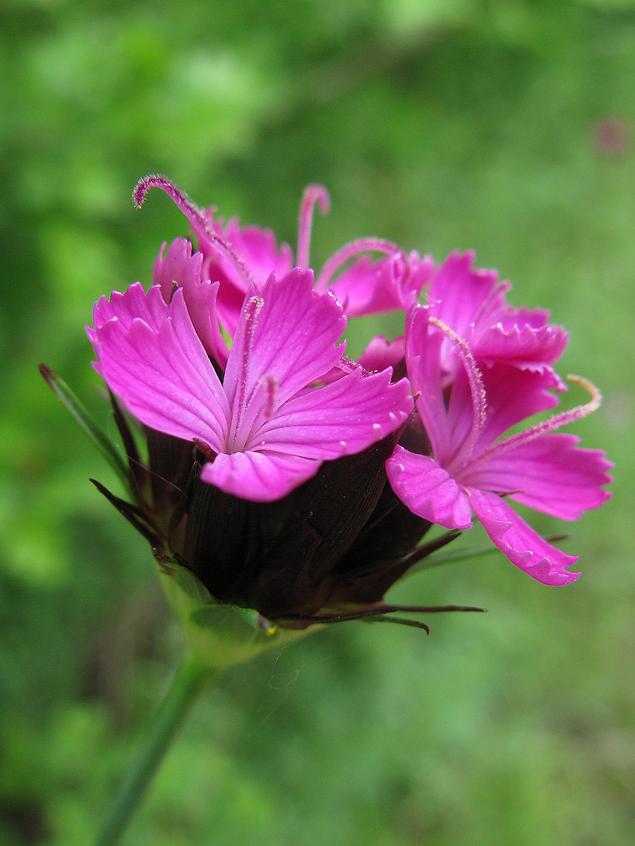 Image of Dianthus capitatus specimen.