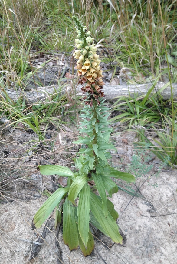 Image of Digitalis schischkinii specimen.