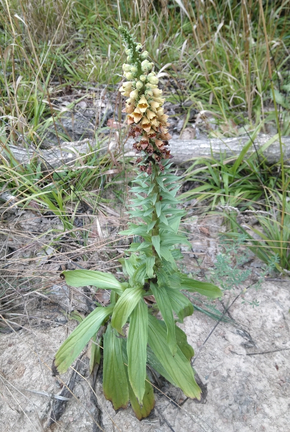 Изображение особи Digitalis schischkinii.