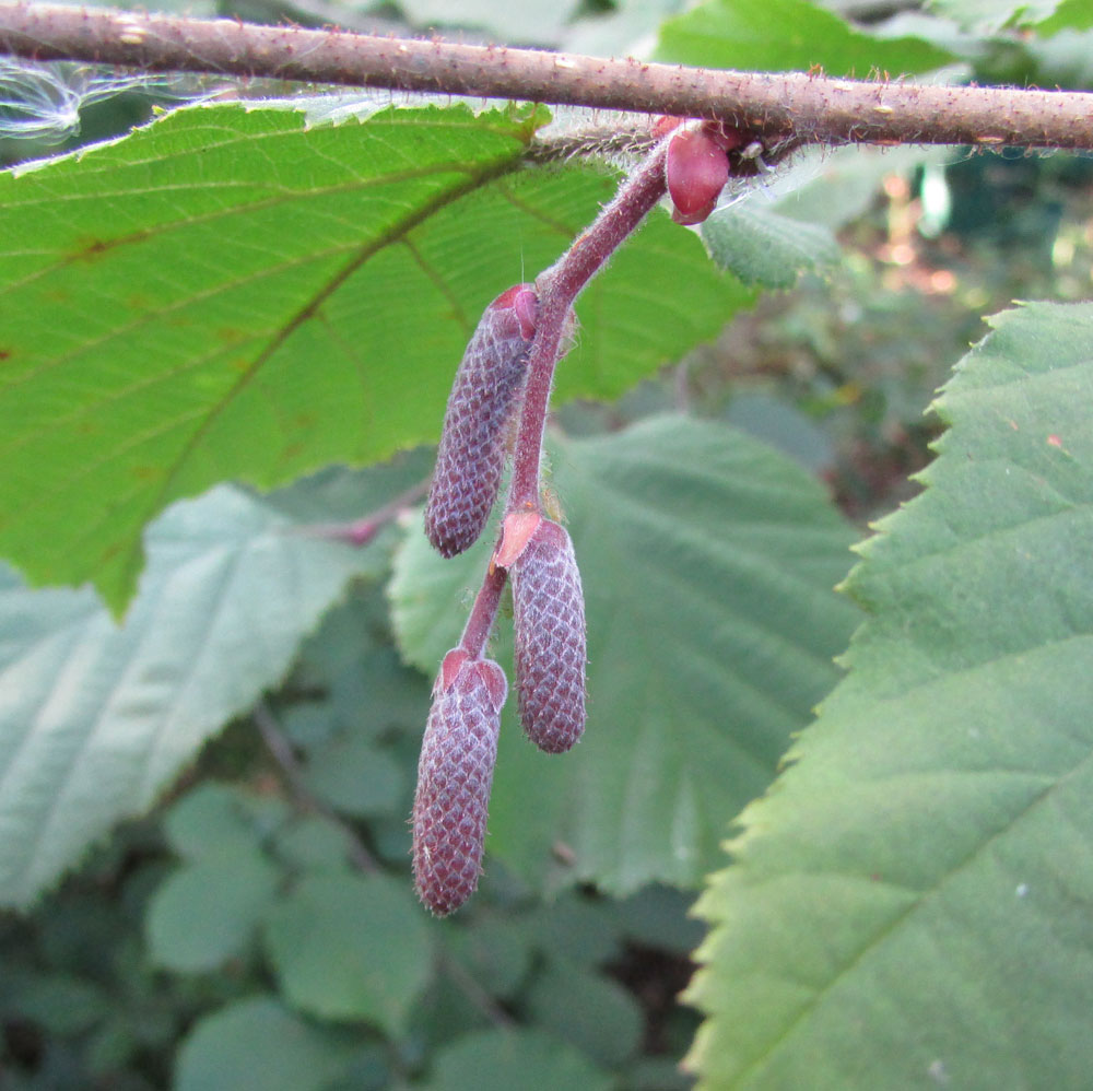 Image of Corylus avellana specimen.