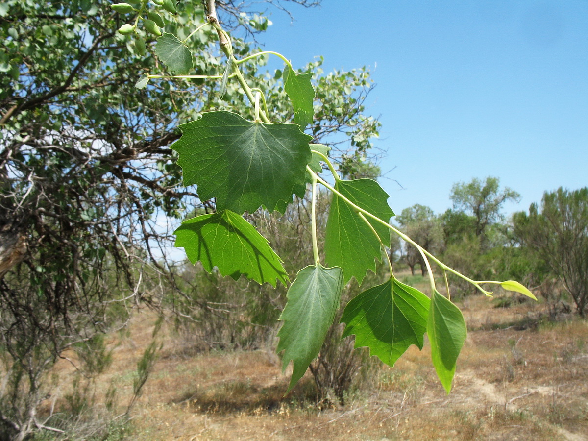 Изображение особи Populus diversifolia.