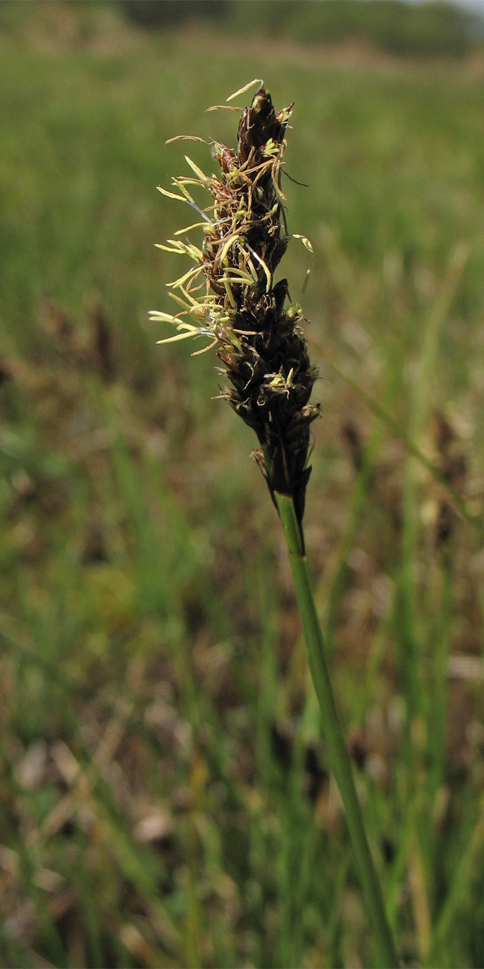 Изображение особи Carex disticha.