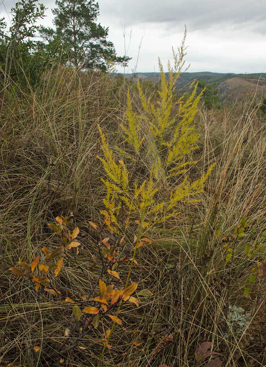 Изображение особи Asparagus officinalis.