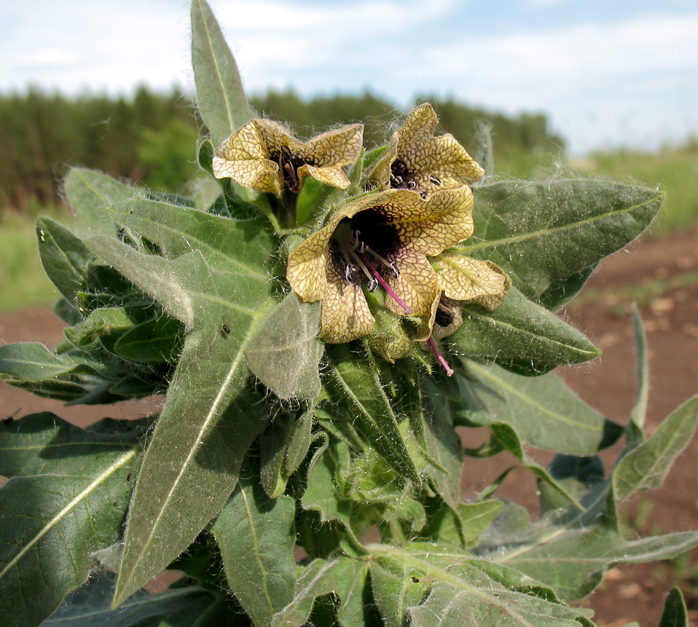 Изображение особи Hyoscyamus niger.