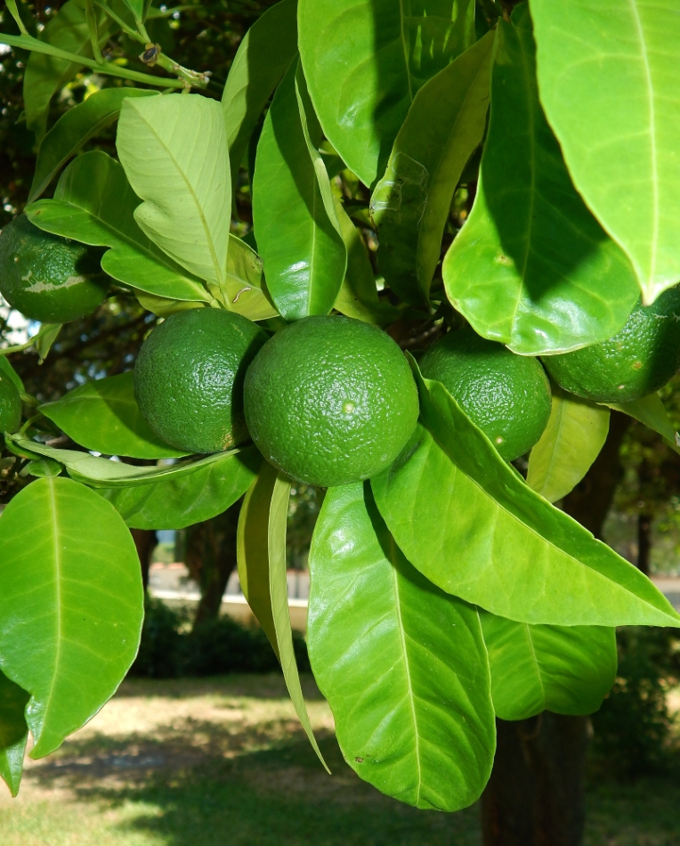 Image of Citrus reticulata specimen.