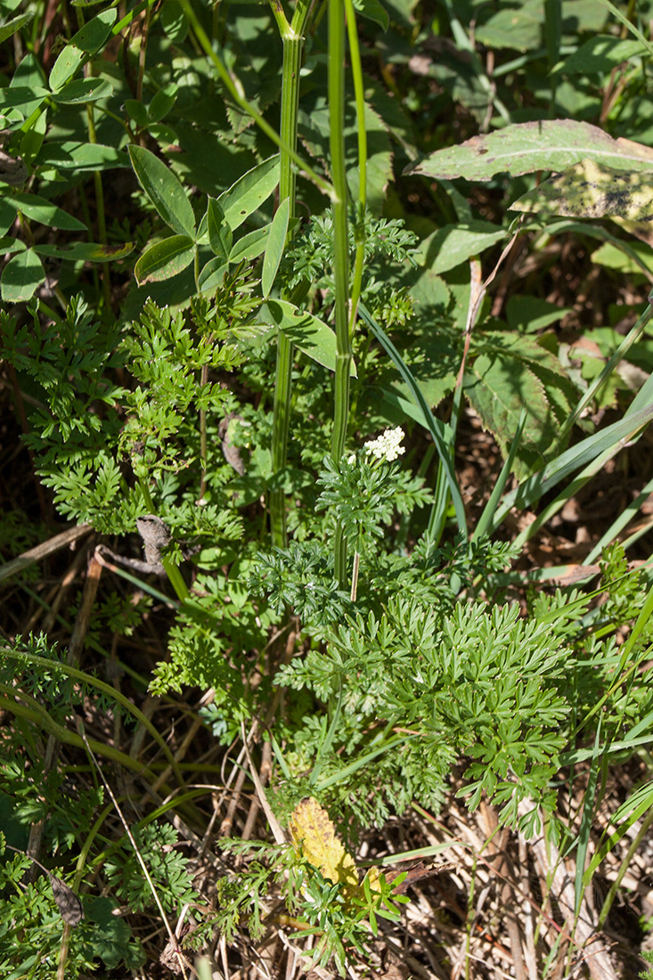 Изображение особи Selinum carvifolia.