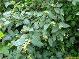 genus Philadelphus. Ветви с плодами. Украина, Ивано-Франковская обл., Долинский р-н, Долинский городской совет, окр. г. Долина, кустарниковые заросли. 07.07.2018.