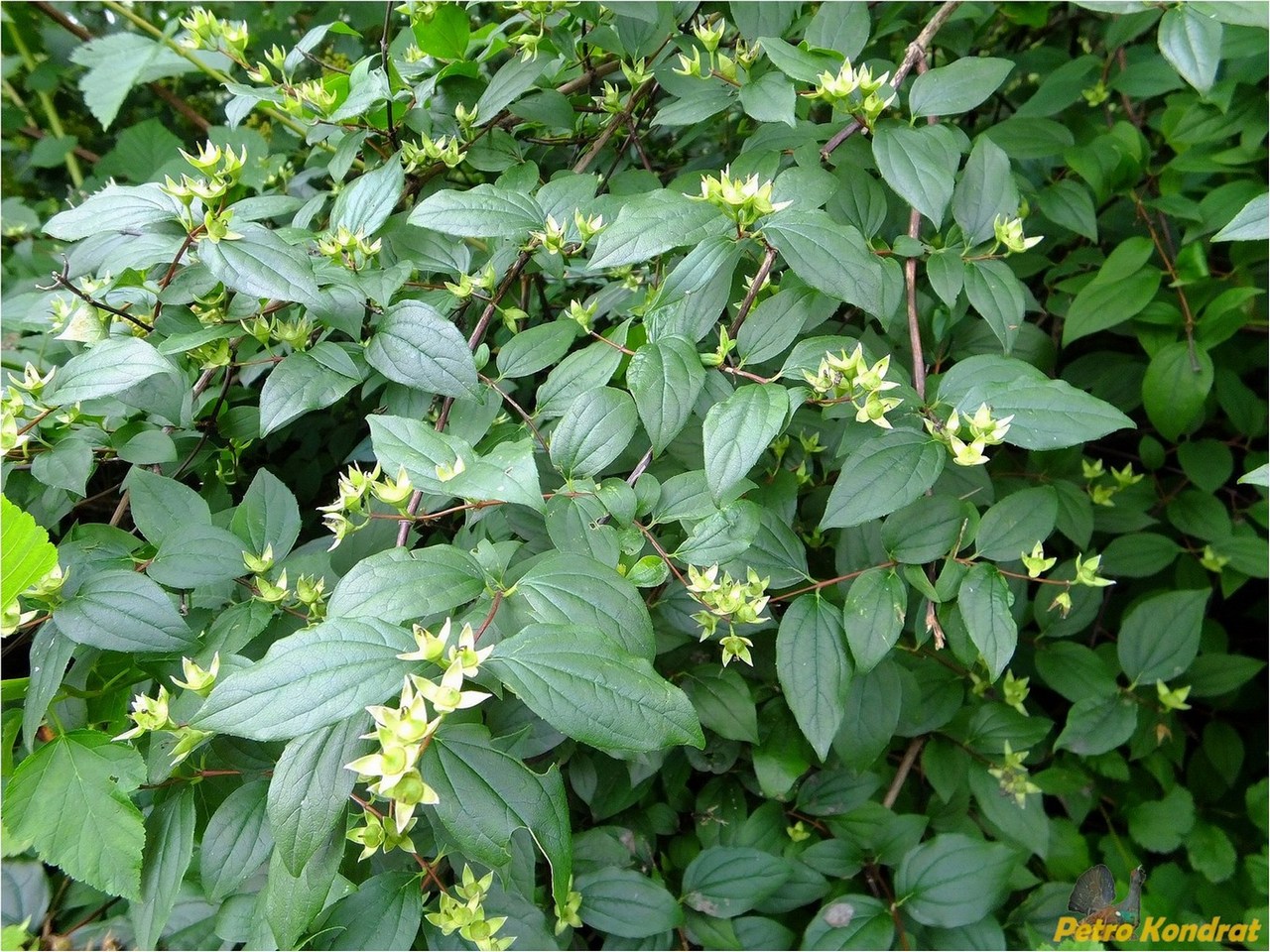 Image of genus Philadelphus specimen.