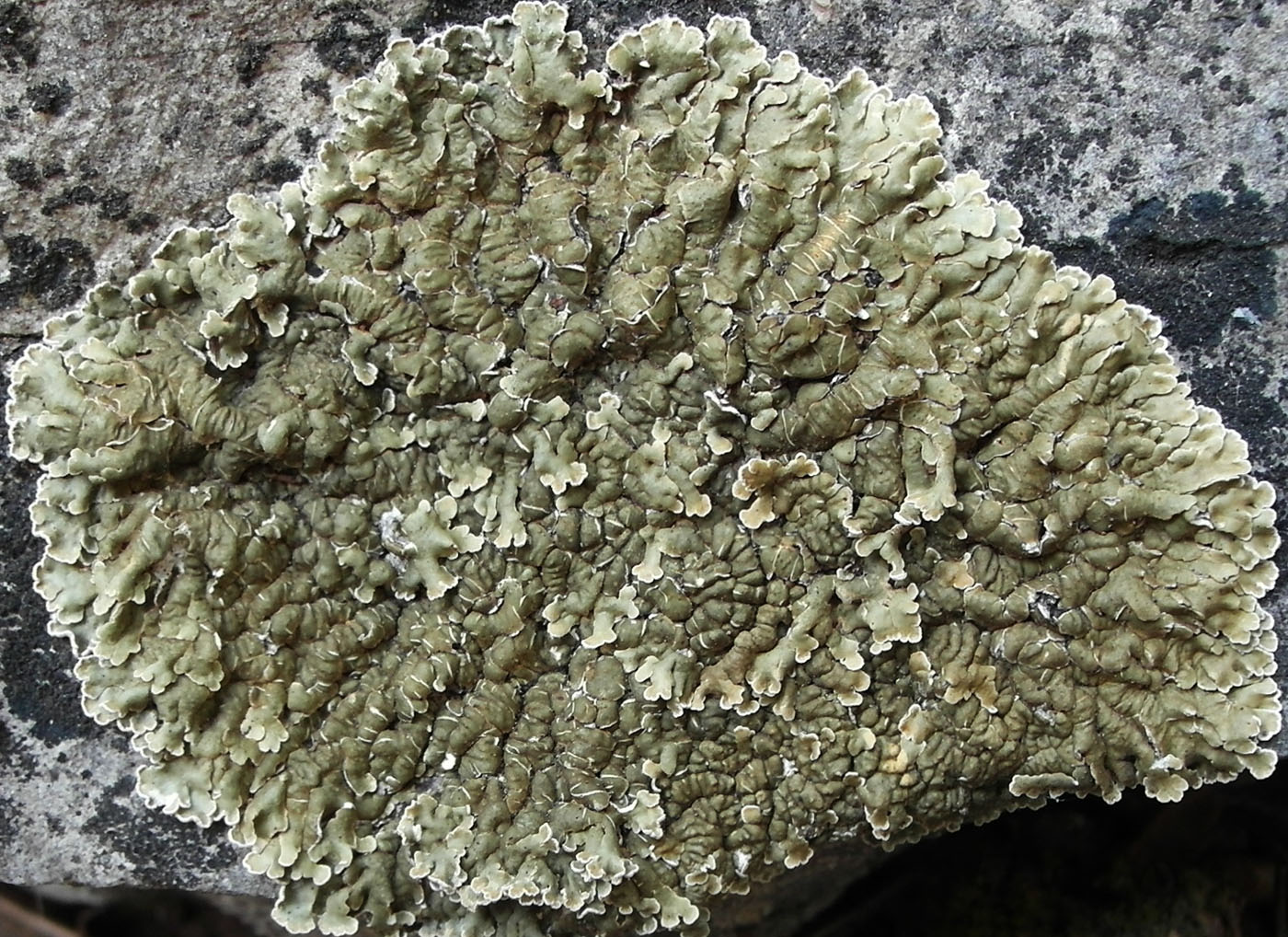 Image of Squamarina cartilaginea specimen.