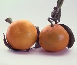Image of taxon representative. Author is Виталий Гуменюк