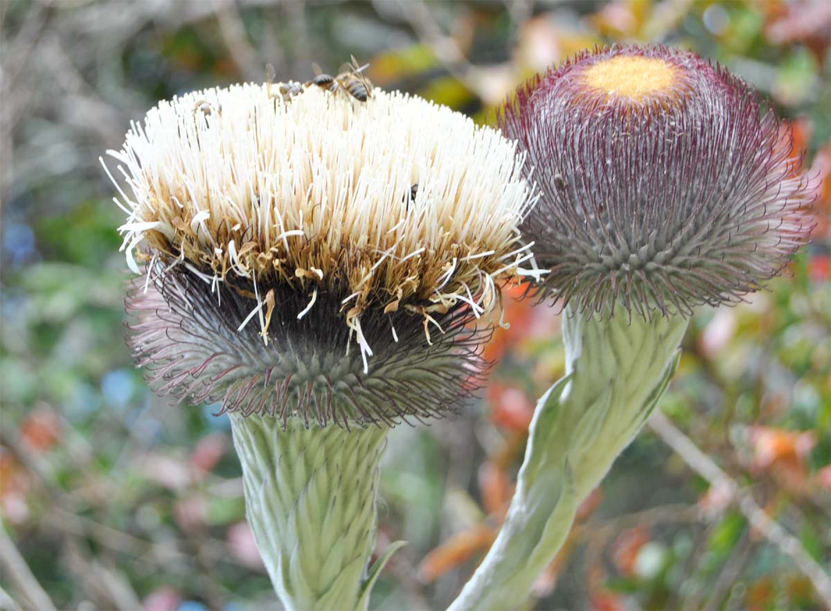 Image of Oldenburgia grandis specimen.