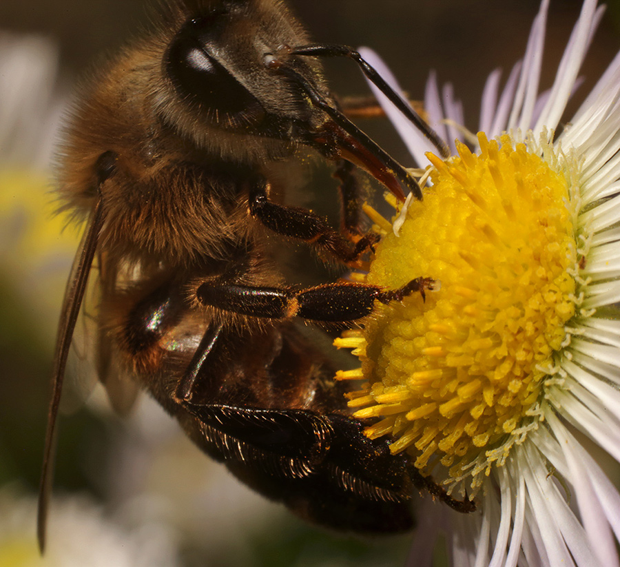 Image of Erigeron annuus specimen.