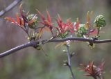 Sambucus racemosa