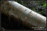 Betula pendula. Кора. Подмосковье, 26.07.2007.