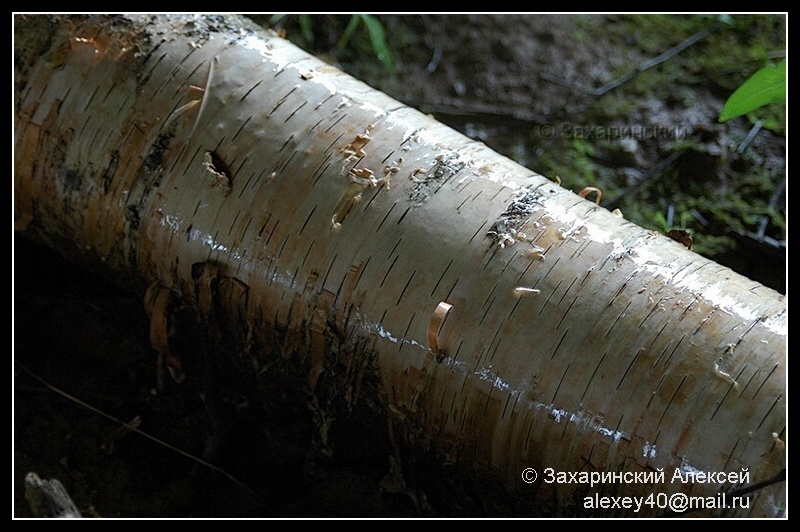 Image of Betula pendula specimen.