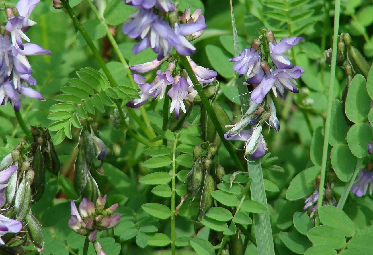 Image of Astragalus alpinus specimen.