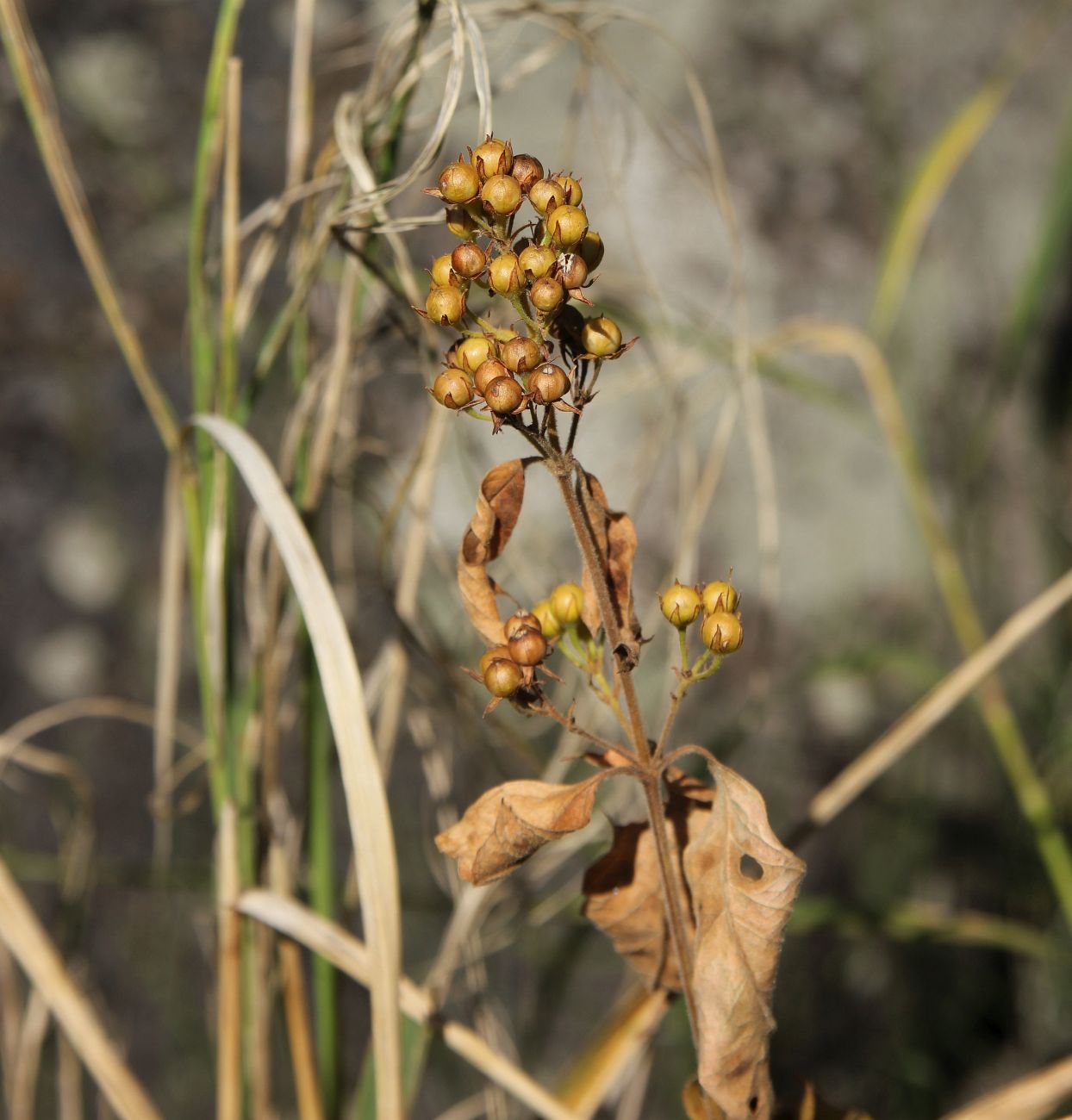 Изображение особи Lysimachia vulgaris.