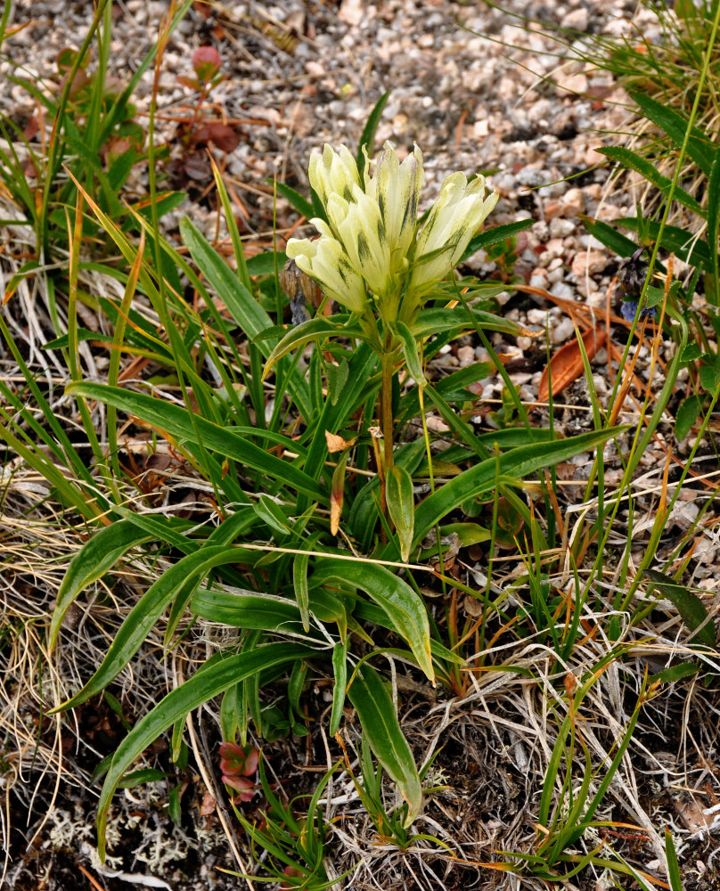 Image of Gentiana algida specimen.