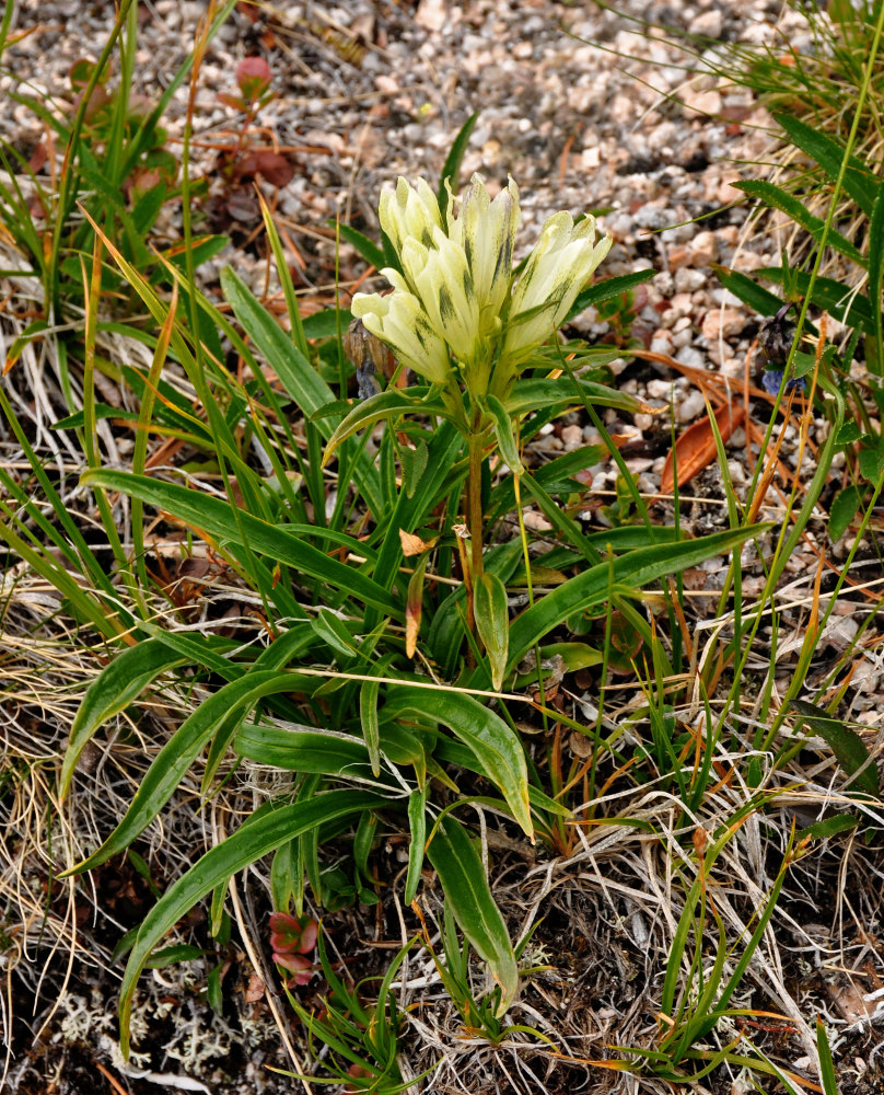 Изображение особи Gentiana algida.