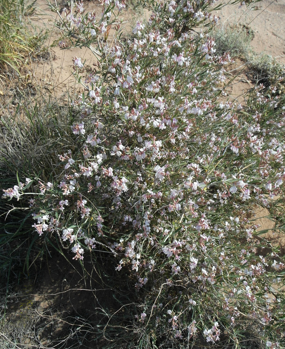 Image of Astragalus ammodendron specimen.