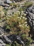 Pseudolinosyris grimmii