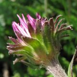 Erigeron alpinus