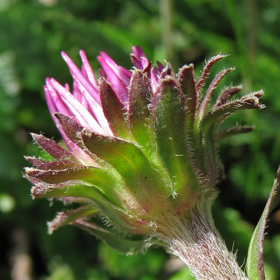 Изображение особи Erigeron alpinus.