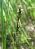 Carex diandra