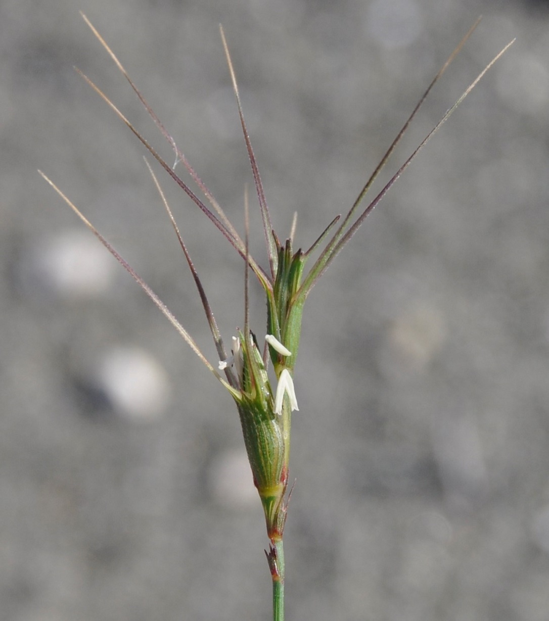 Изображение особи Aegilops biuncialis.