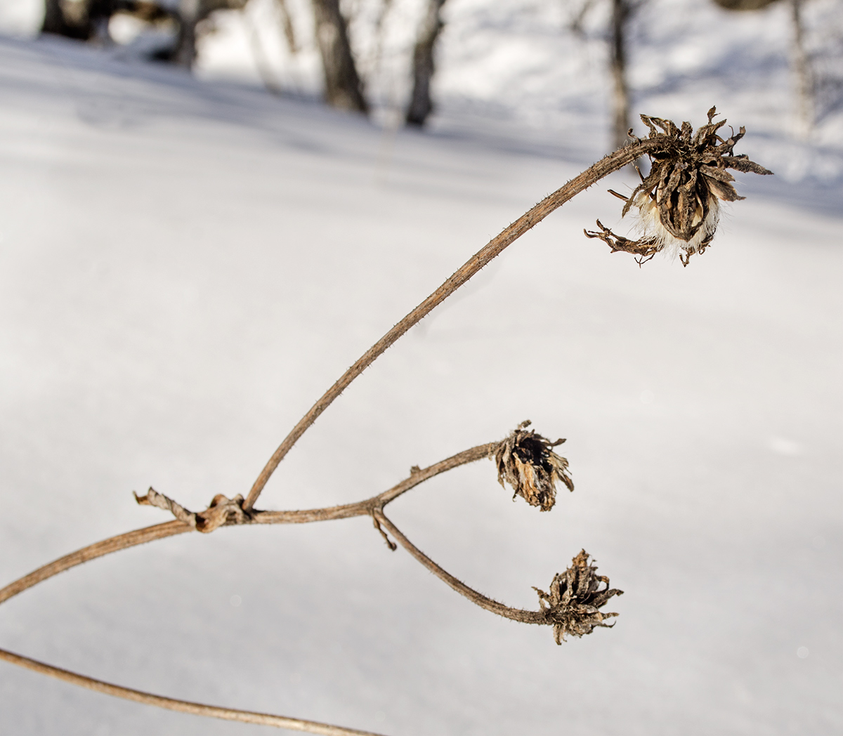 Image of Crepis sibirica specimen.